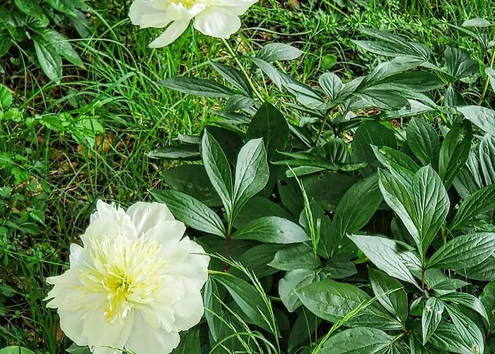 Apartament Hilltop Risika