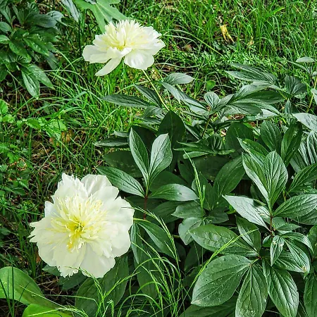 Apartamento Hilltop Risika